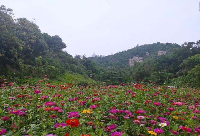 花海