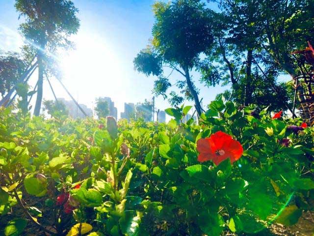 珠海又增一处湿地公园！景美人少，现在去刚刚刚好