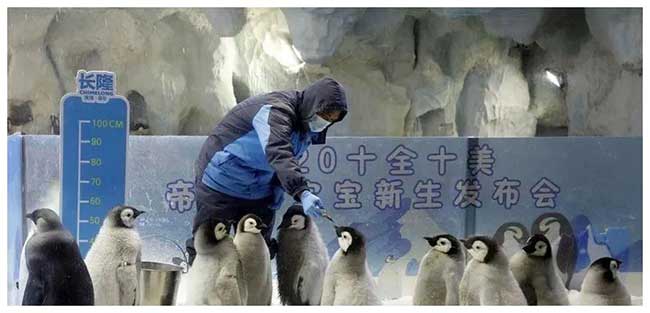 冬日小可爱出现！珠海长隆迎来10只圆滚滚的帝企鹅宝宝~